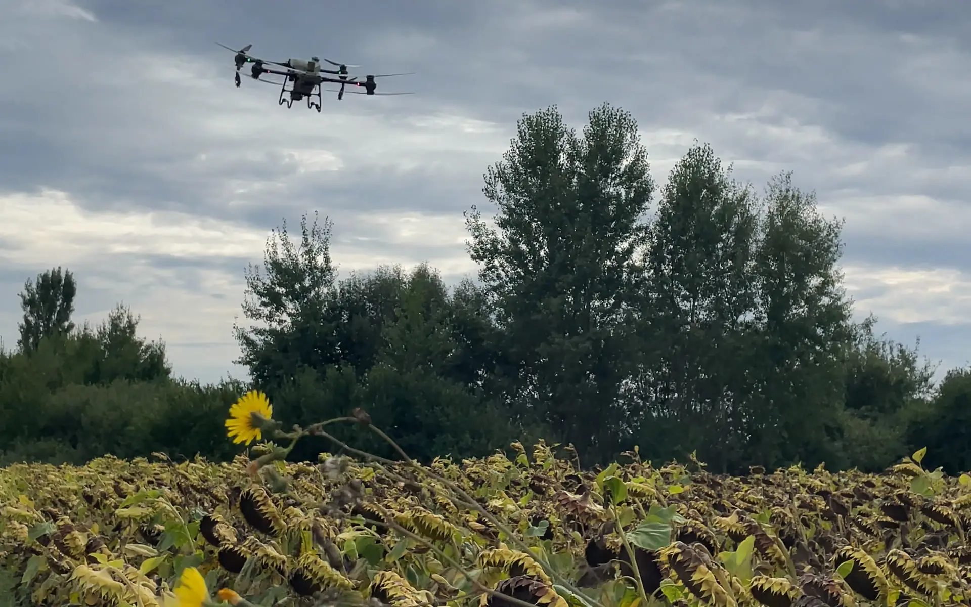 Агродрон DJI Agras над полем соняшнику перед збиранням